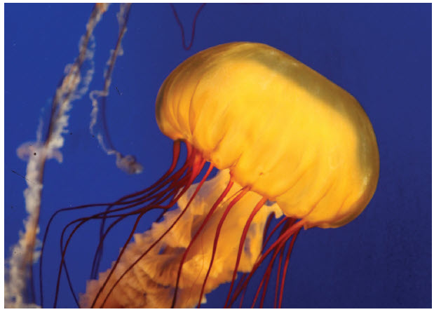 Forbes magazine has assembled a list of places across Canada to visit virtually this summer, one of which is the Vancouver Aquarium, where you can watch a series of terrific underwater-cam videos. The jellyfish alone, all moving in sinuous motion and seen above, are worth a look. (Photo: © Neopixel1101 – Dreamstime.com)