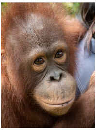 The job of caring for today’s needy orangutans is enormous and complex. (Photo: courtesy of Orangutan Foundation International)