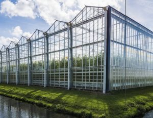 The Netherlands is the world’s second largest agricultural exporter. Climate and geography both play roles in the country’s productivity. Shown here is a tomato nursery and greenhouse in Harmelen.  (Photo: Kloeg008)