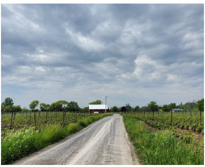 Stanners Vineyard is an artisanal, family-owned and operated winery located near the village of Hillier in Prince Edward County. Try its Pinot Gris Cuivré for a good skin-contact wine. (Photo: Remi Theriault)