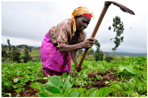In 2022, climatic alterations will continue to descend mercilessly on Africa. Rain will fall erratically on farmers, such as this Kenyan woman, who cannot grow crops and earn their livelihoods without the traditionally regular monsoons from the east and the warming of air and downpours that follow the movement of inter-tropical convergence patterns from the west across the middle of the vast continent. (Photo: Neil Palmer (CIAT))