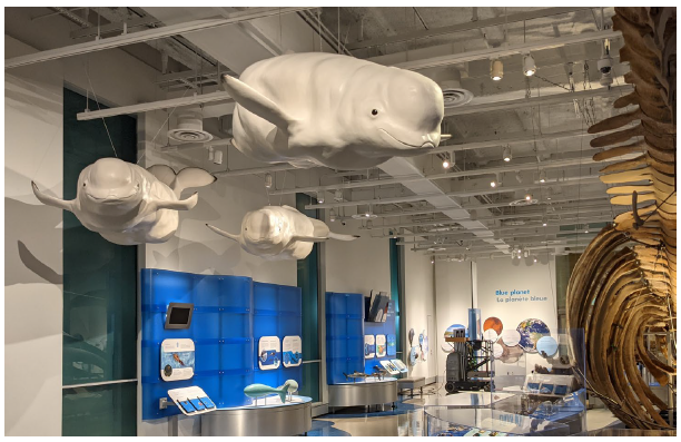 A pod of beluga whale models, originally built at the Canadian Museum of Nature, has now returned to the museum after many years at the World Exchange Plaza. (Photo: Museum of Nature)