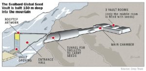 Preparing for disaster 2 Norway's Svalbard Global Seed Vault is built into the mountain. It holds 6,377 species but its capacity is 4.5 million seed varieties. (Photo: CROP TRUST)