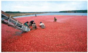 Preparing for disaster 3 The most successful and widely cultivated cranberries and other crops are the direct result of years of careful breeding. They're grown primarily in Canada and a few states in the U.S. (Photo: USDA-ARS photo by Keith Weller)