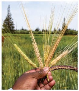 Preparing for disaster 4 France's National Research Institute for Agriculture, Food and Environment is studying barley lines at Tessaout Station in Morocco as part of ICARDA's DIIVA project. (Photo: Michael Major, Crop Trust)