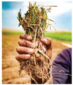 Preparing for disaster 5 A farmer in Morocco examines his onions in the field as part of the International Centre for Agricultural Research in the Dry Areas' ongoing work in Morocco. (Photo: Michael Major, Crop trust)
