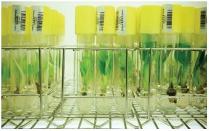 Preparing for disaster 6 Just 15 crop plants provide 90 per cent of the world's food energy intake, with three — rice, maize and wheat — making up two-thirds of this. (Photo: crop trust)