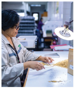 Preparing for disaster 14 Workers conduct quality control tests over specially produced rice for archiving and distribution at the Philippines-based International Rice Research Institute. (Photo: crop trust)