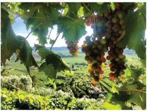 Wine-growing practices being rewritten 1 Campbell Kind Wine is an international brand made up of environmentally conscious producers, some of whom are based in Italy, shown here. (Photo: Campbell kind wine)