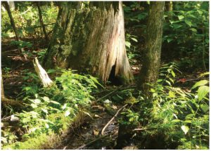 On the road again 3 Ferguson Forest Centre, just off Highway 416 north of Kemptville, is made up of mixed forests, wetlands and meadows with 22 kilometres of forest trails for hiking, biking and horseback riding. There's also a fenced dog park, fish sanctuary and a sheltered picnic area. (Photo: Shannon Nicholson)