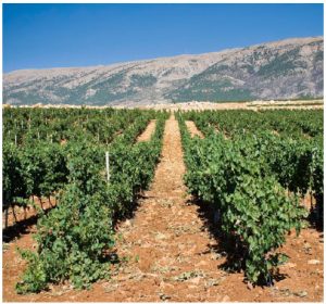Lebanon: Where trade opportunities abound 1 Beqaa Valley is at the centre of the Lebanese wine industry, which dates back 5,000 years to ancient Phoenician times. (Photo: Eddybittar1)