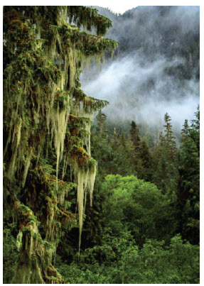 Pandemic art can be a salve in troubled times 6 Great Bear Rainforest (photograph) by Michelle Valberg at Wall Space Gallery. (Photo: Michelle Valberg)