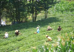 Food trade: Who’s buying, who’s selling 4 By one account, 33 per cent of China’s population — or more than the entire population of the U.S. — works in agriculture. Shown here are tea harvesters in Muyu Town in Hubei province. (Photo: Vmenkov)