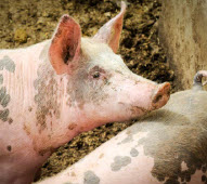 Food trade: Who’s buying, who’s selling 5 A full 40 per cent of German pork goes abroad. Shown here are young pigs on an organic farm in Dresden. (Photo: © Stefan Rotter | Dreamstime.com)