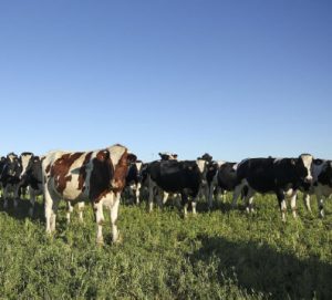 Food trade: Who’s buying, who’s selling 6 Brazil was the second-largest producer of beef behind the United States in 2020, and the largest global exporter, exporting approximately one fifth of its production. (Photo: © Toniflap | Dreamstime.com)