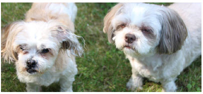 Molly, left, is a 13-year-old Shih Tzu and Maltese mix, and Stella is a 10-year-old Shih Tzu. Stella has been the family's long-time pet and they adopted Molly and Misty from Freedom Dog Rescue during the pandemic. (Photo: Ülle Baum)