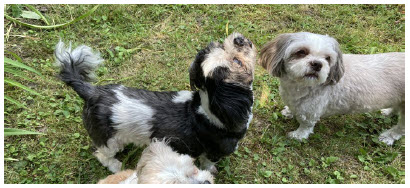 The black and white pup, Misty, is a 15-year-old Shih Tzu. (Photo: Ülle Baum)