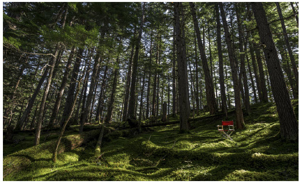 “Our camera turns to the forest for inspiration. In moments, the rhythm of our footsteps is all that we hear. We shoot among the pines of Hakone [above] as we shot among the pines of Kamloops, aware that we are again fortunate to witness a natural spectacle shared by two nations that not enough of us get to see.” Excerpt from Take Your Seat, together: Canada and Japan.
