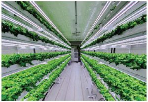 UAE: Home to the world’s most sustainable city 1 Pure Harvest is a recognized leader in sustainable agriculture, growing year-round, pesticide-free fresh fruits and vegetables in the Middle East. (Photo: Pure harvest smart farm)