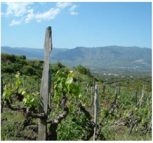 Frank Cornelissen makes his natural wine in these hills of Sicily. (Photo: Remi Theriault)